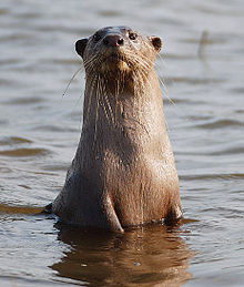 Please Note: Otter photo is not my photo, taken from the web