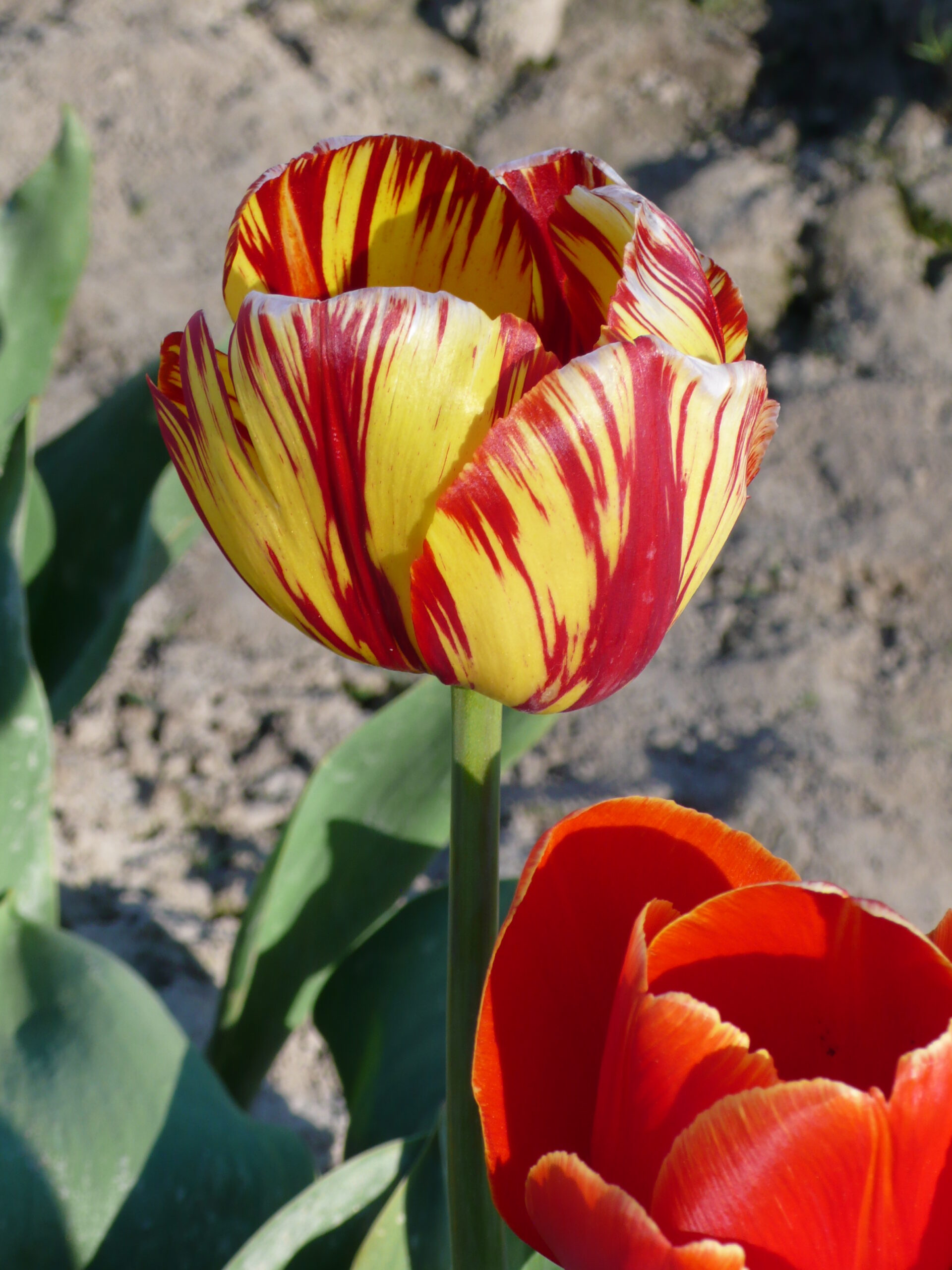 Tulips for Toni