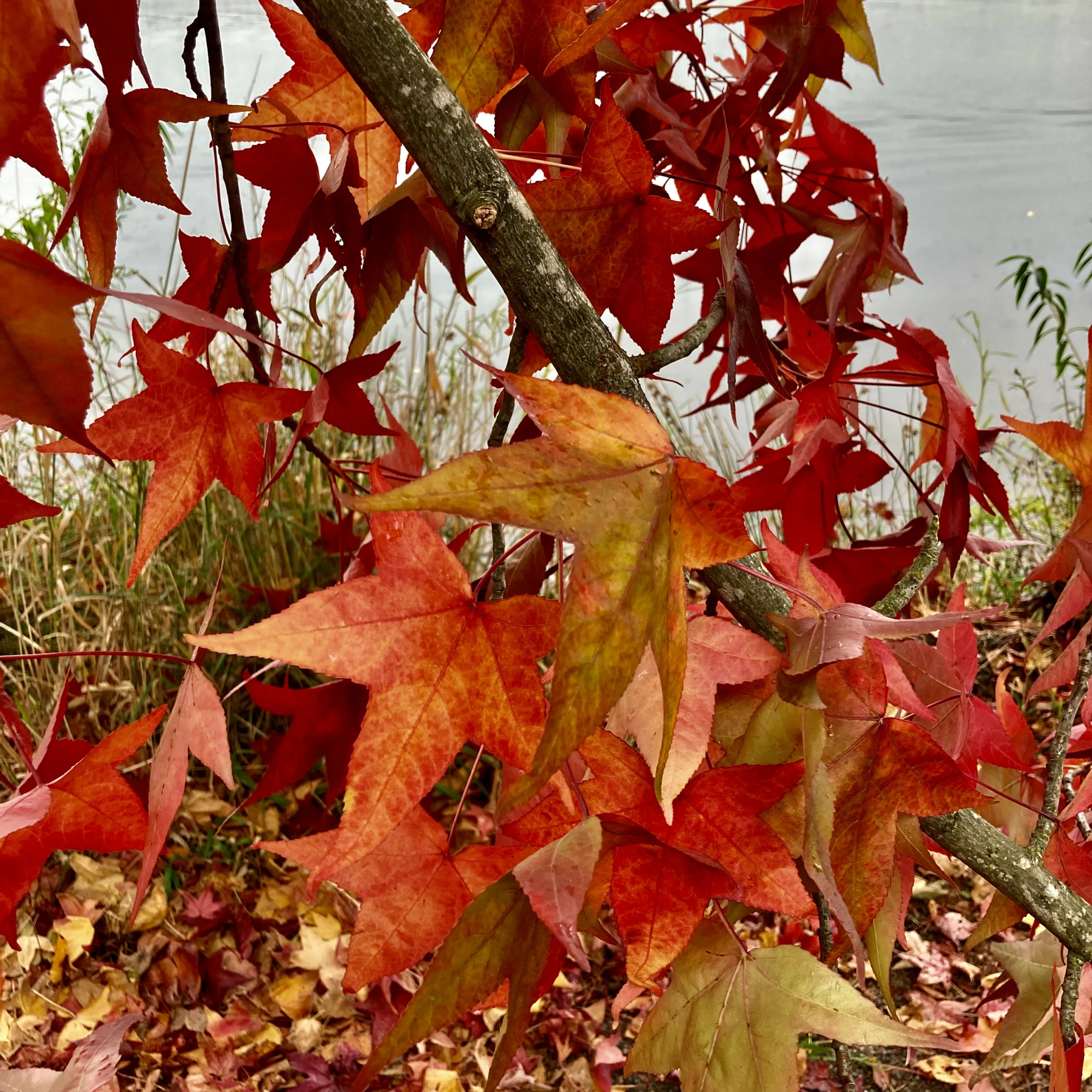 Autumn Inspiration